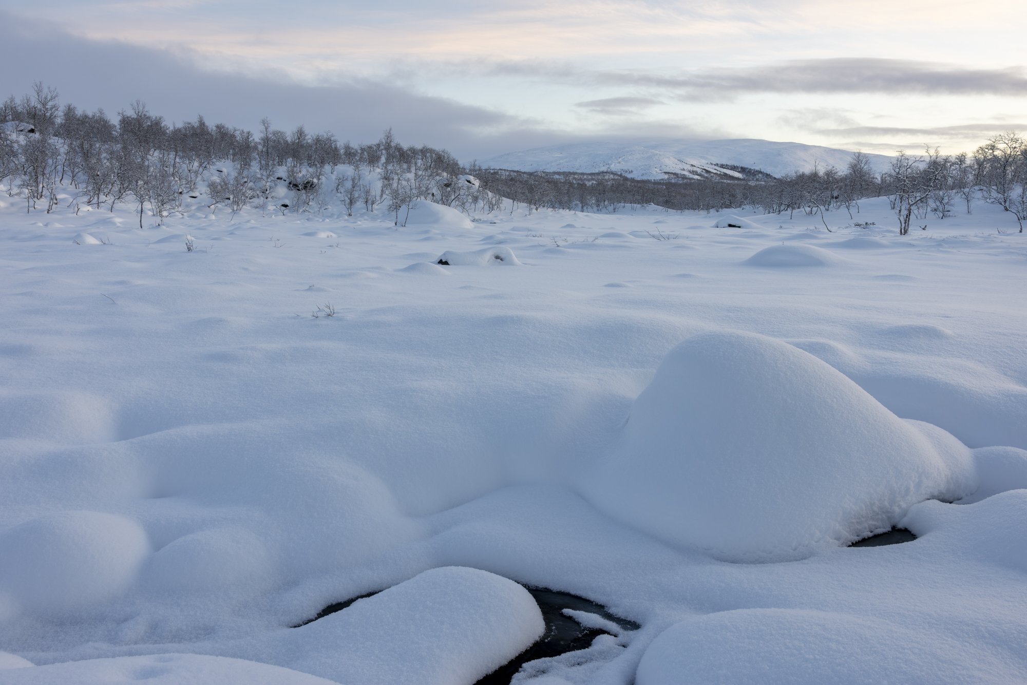 Days before the polar night