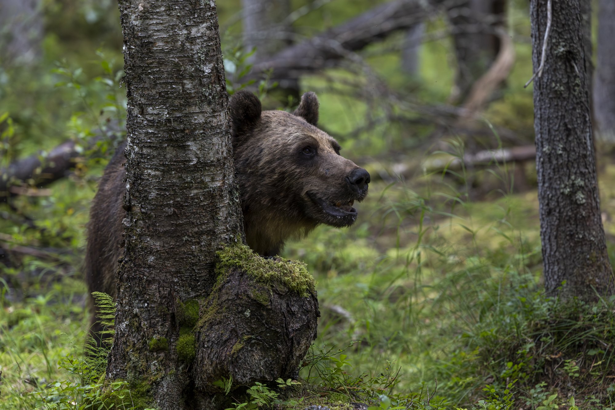 Brown bear in deep forest