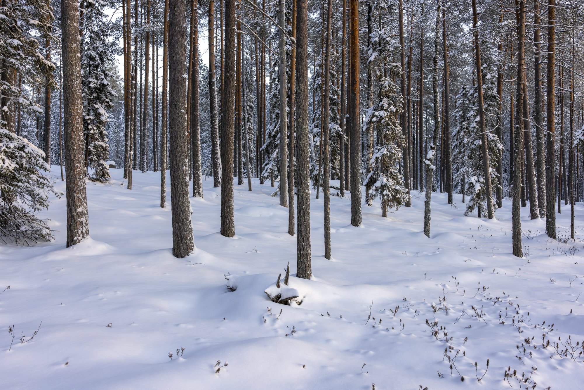 Blue hour in a winter day