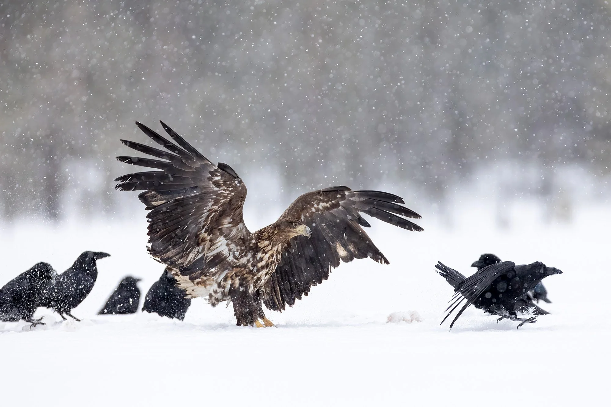 An immature white-tailed eagle with ravens