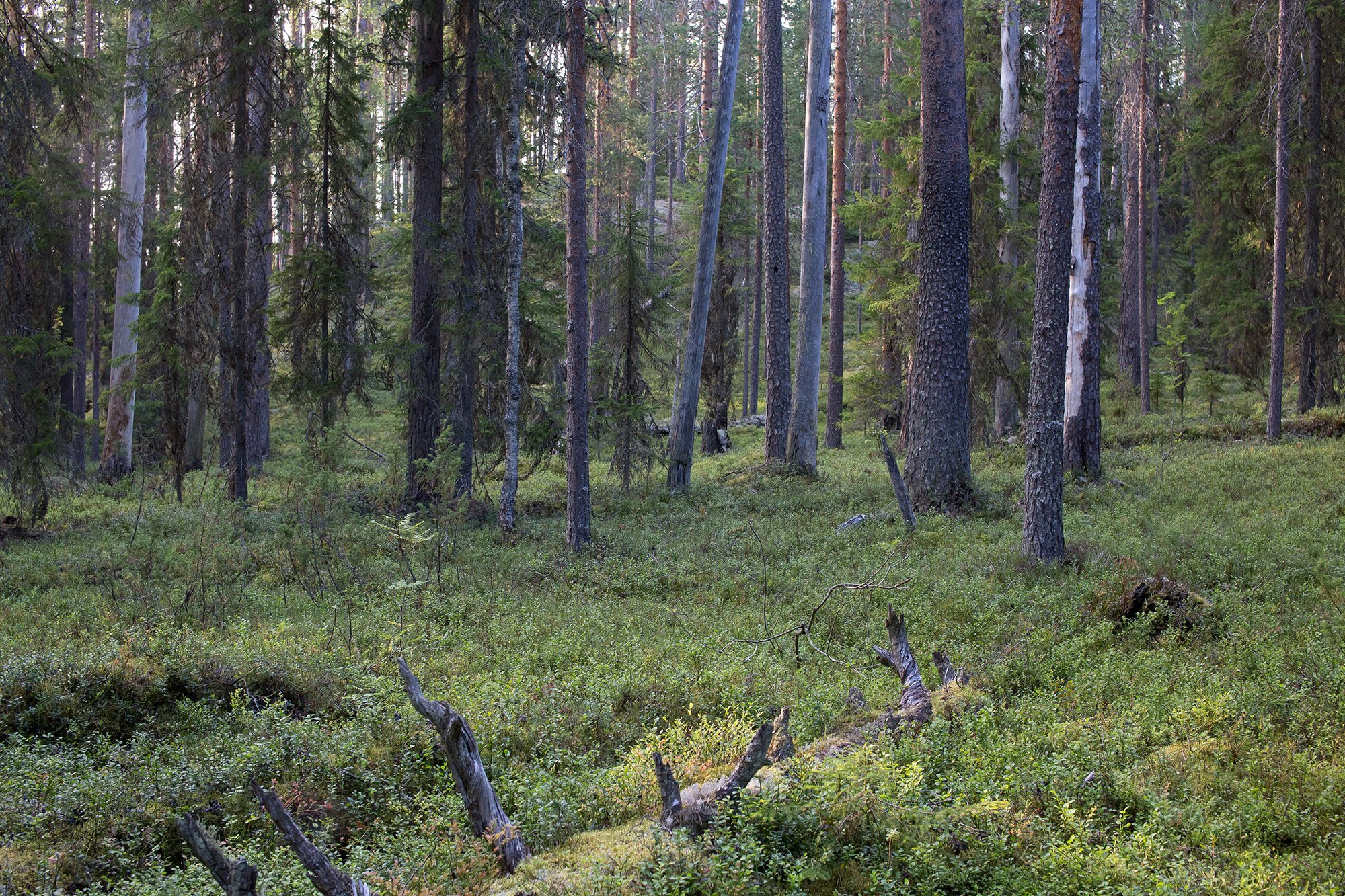 Evening in the forest