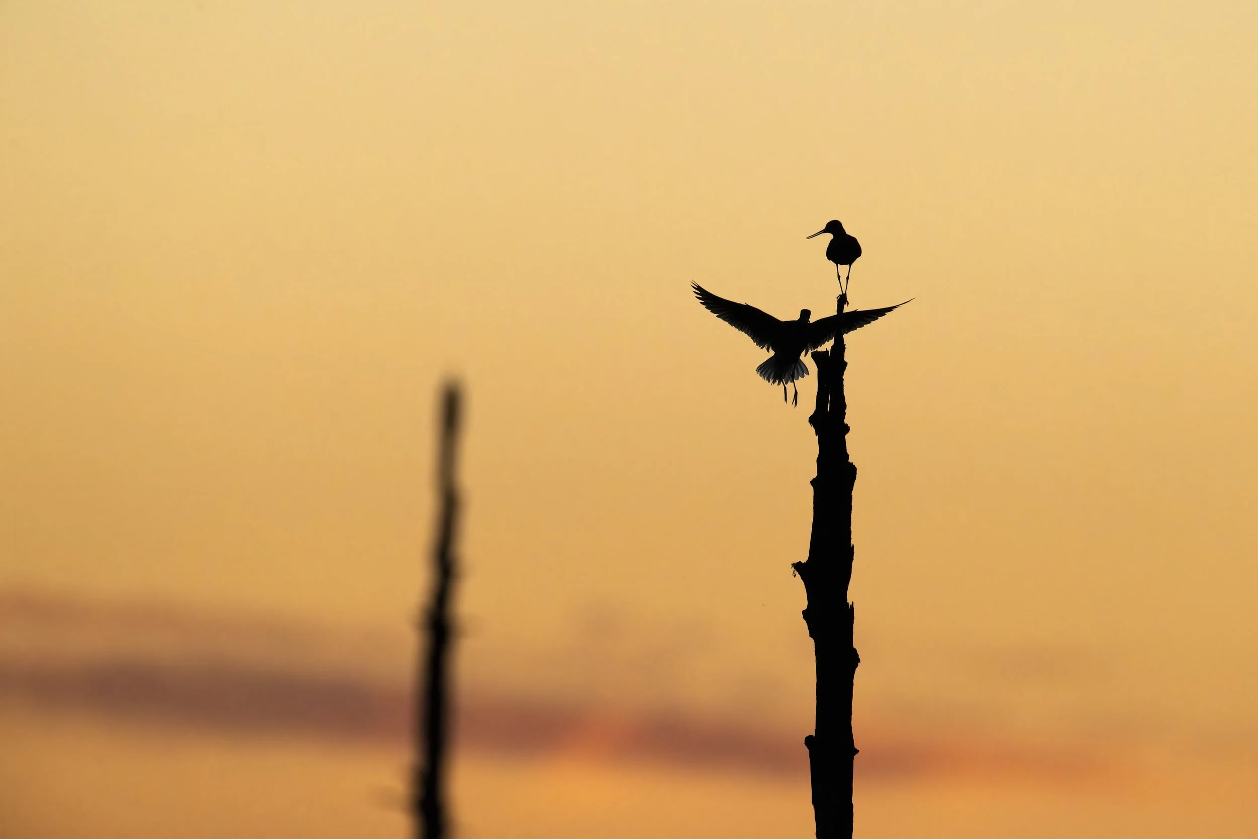 Common greenshanks in summer night