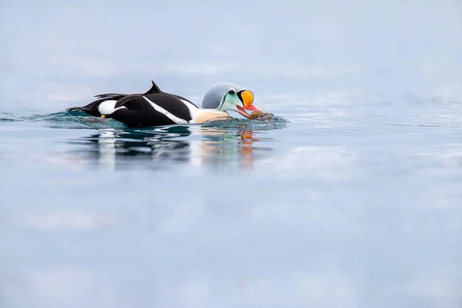 King eider