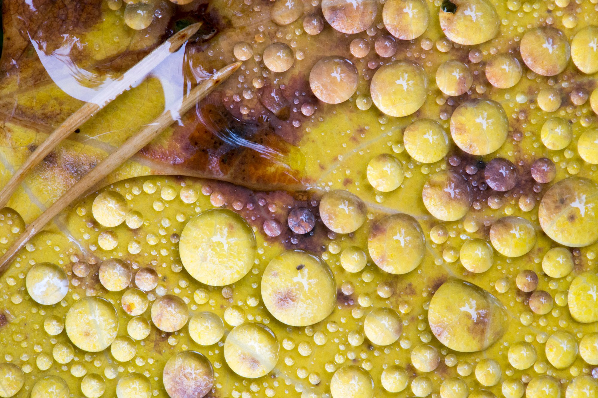 Drops of autumn