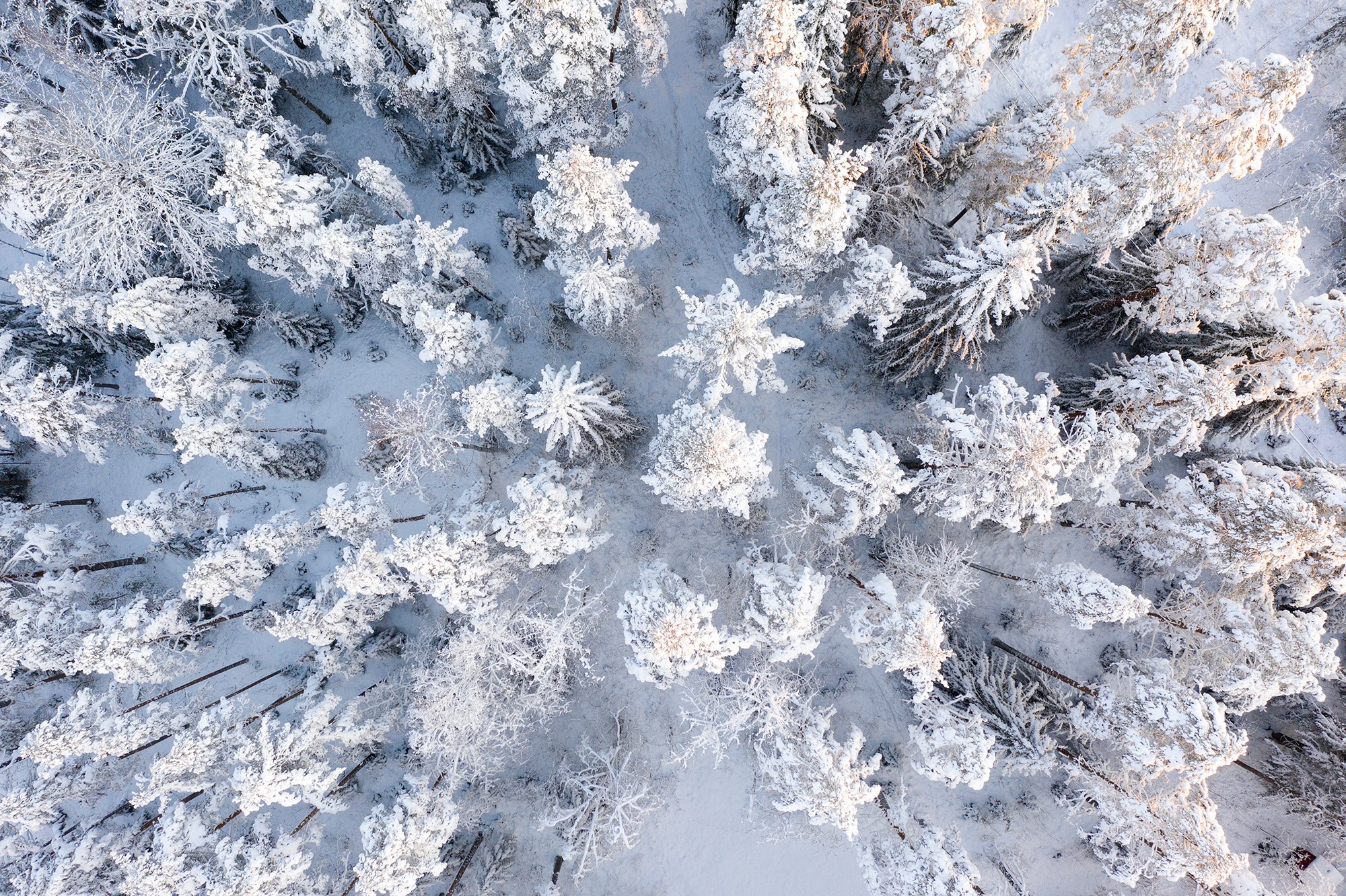 Treetops