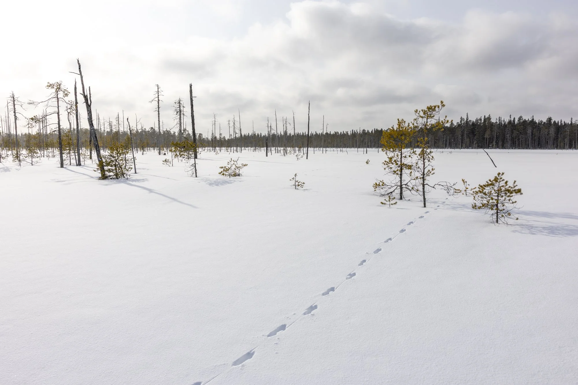 Fox track in the wilderness 