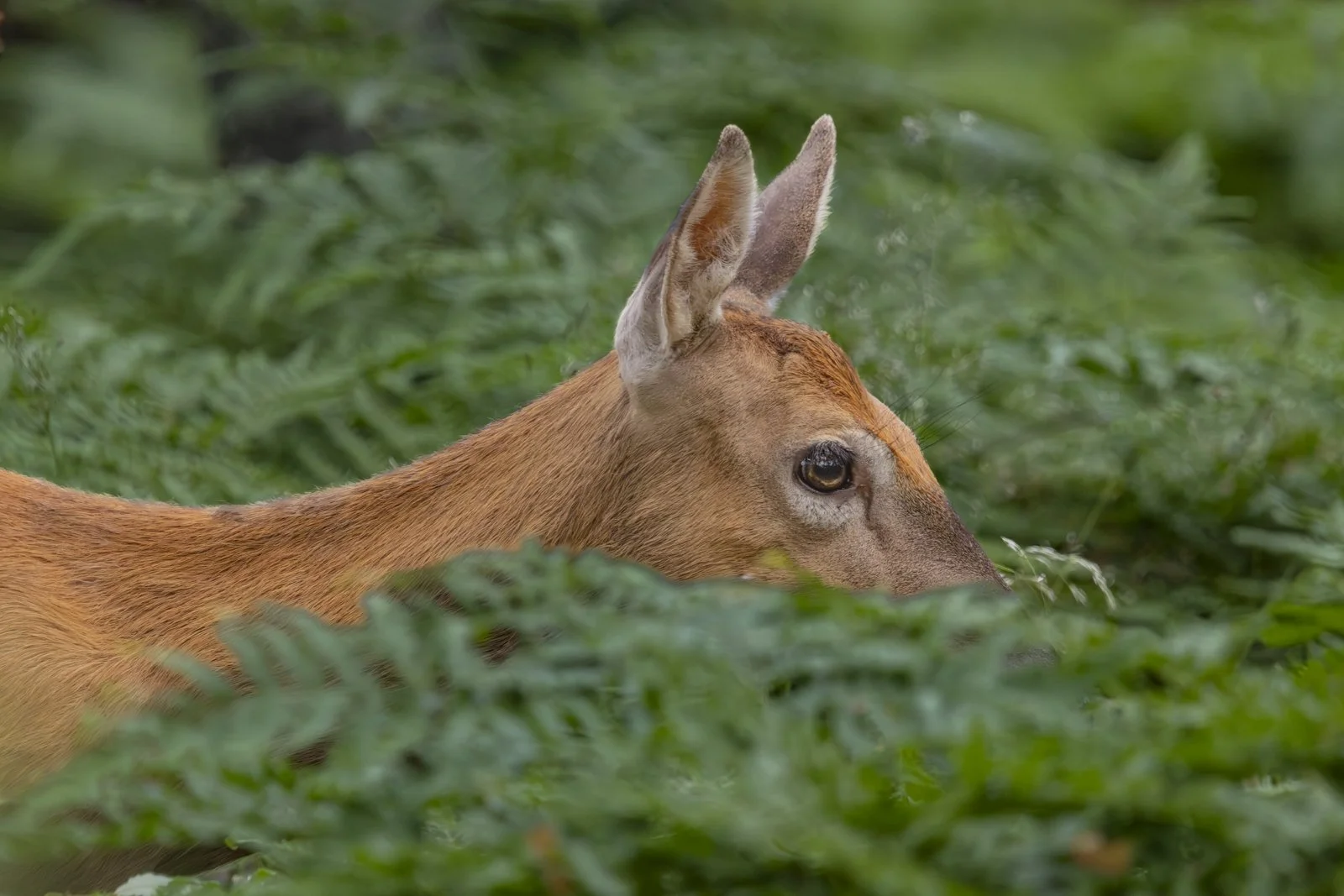 A deer lying among green bushes in a natural setting.