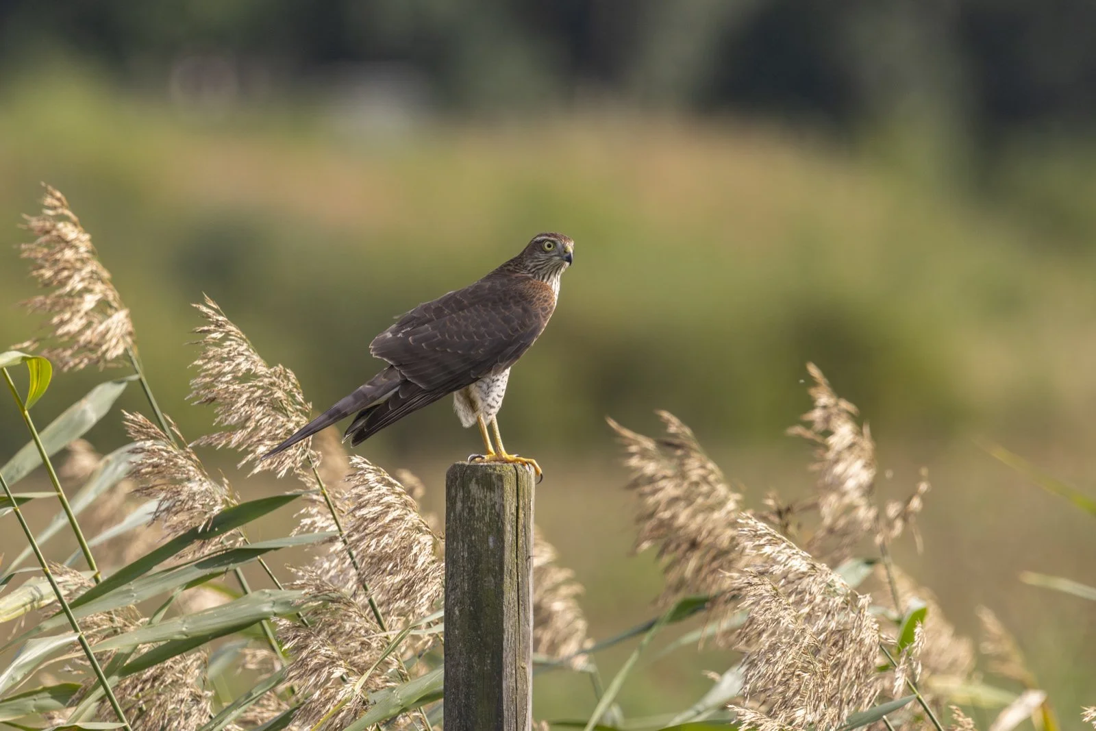 A hawk perched on a wooden post among tall, golden reeds and green foliage with a blurred natural background.