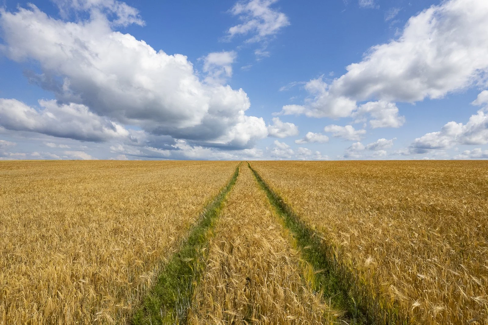 A wheat field with two tire tracks leading to the horizon under a partly cloudy sky.