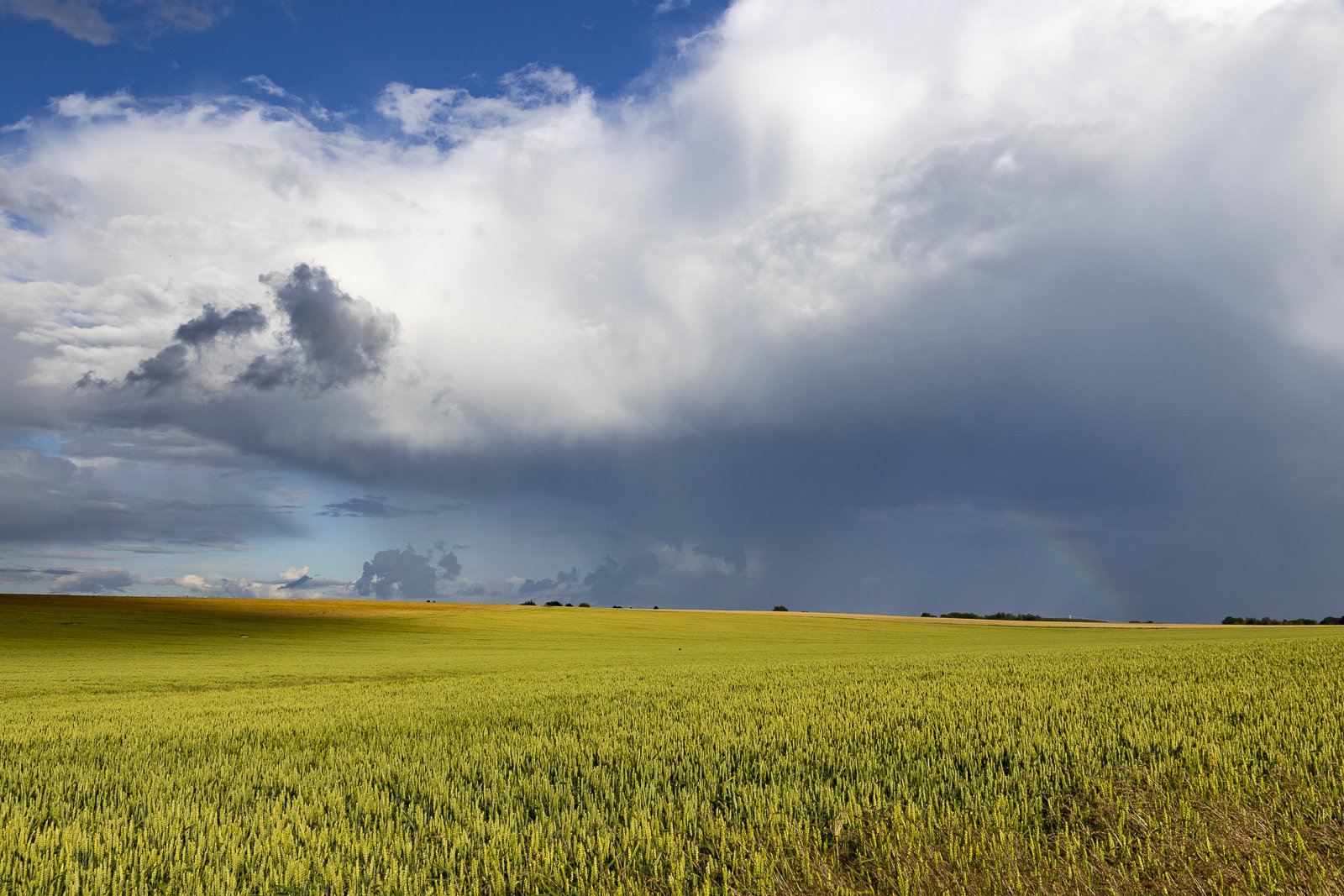 A vast open field of green crops under a cloudy sky with some patches of blue and a faint rainbow on the horizon.