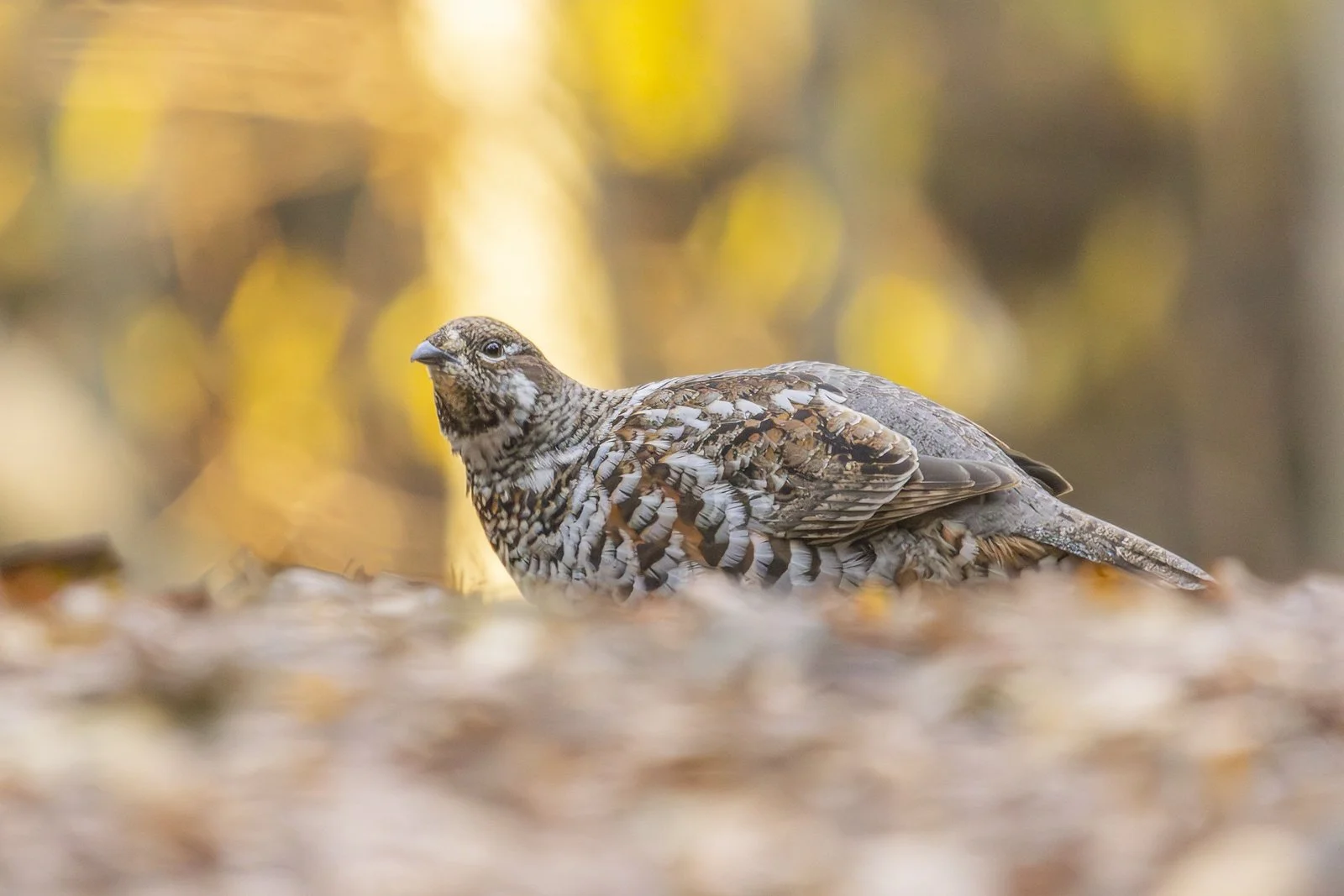 A ground-dwelling bird with mottled brown and white feathers in a natural forest setting with golden autumn leaves.