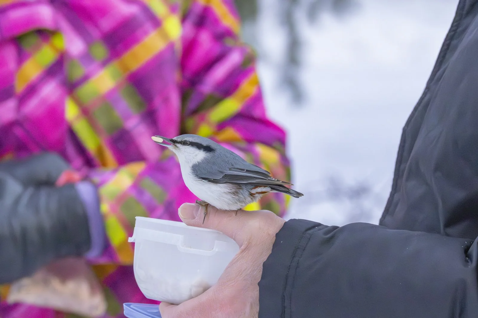 A person holding a small bird with a black and white head and grey body, with snow in the background.