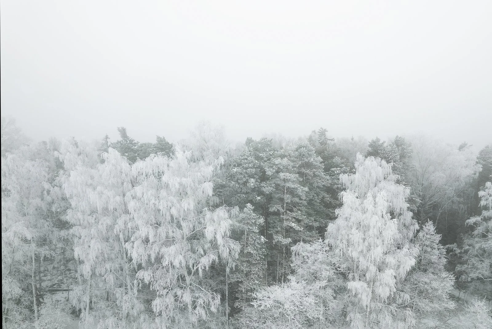 Frost-covered trees in a foggy winter landscape.
