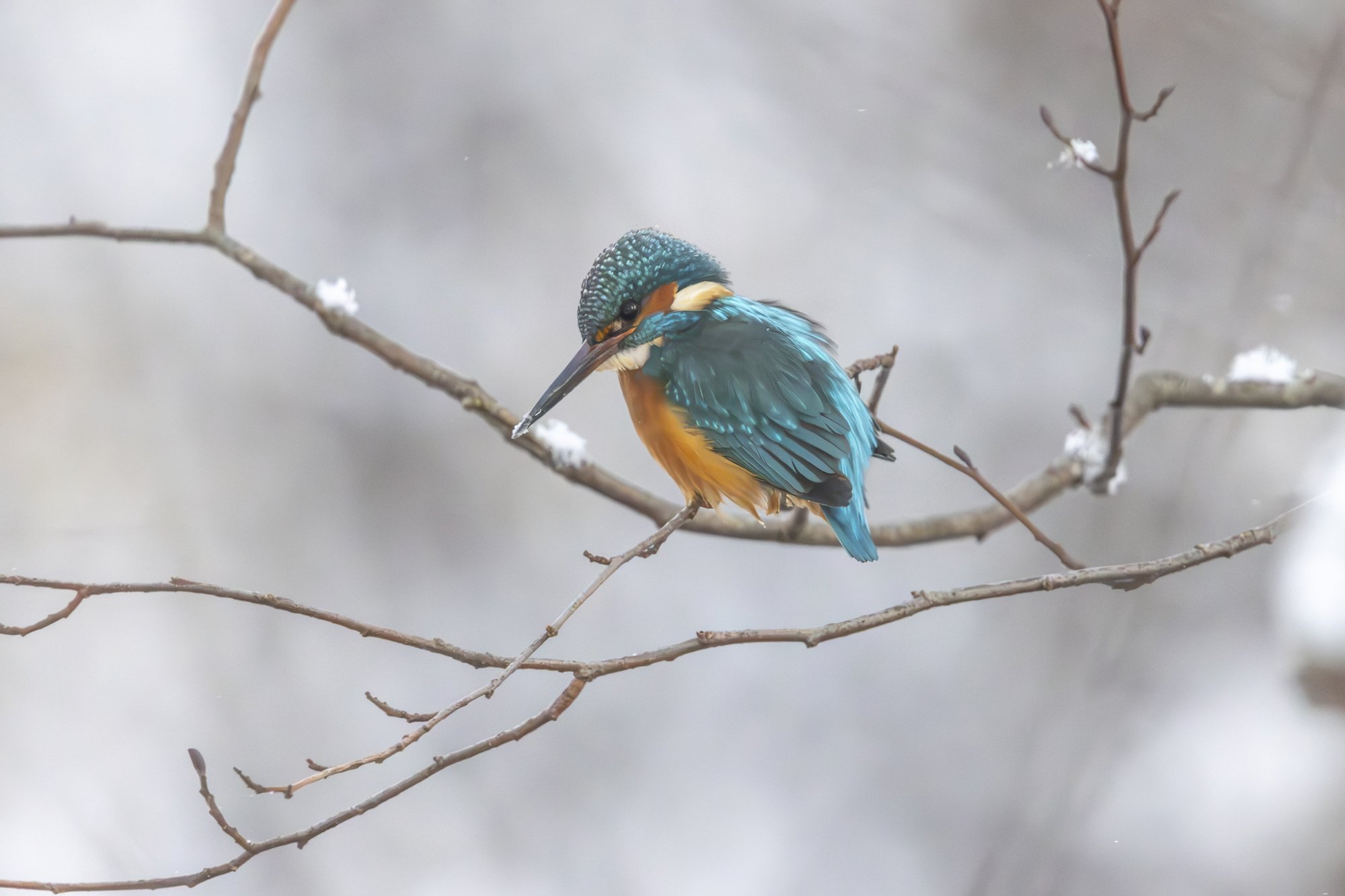 A colorful kingfisher bird perched on a branch with snow, with a blurred neutral background.