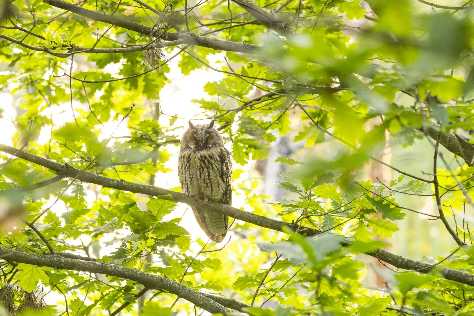 An owl perched on a branch surrounded by green leaves in a forest setting.