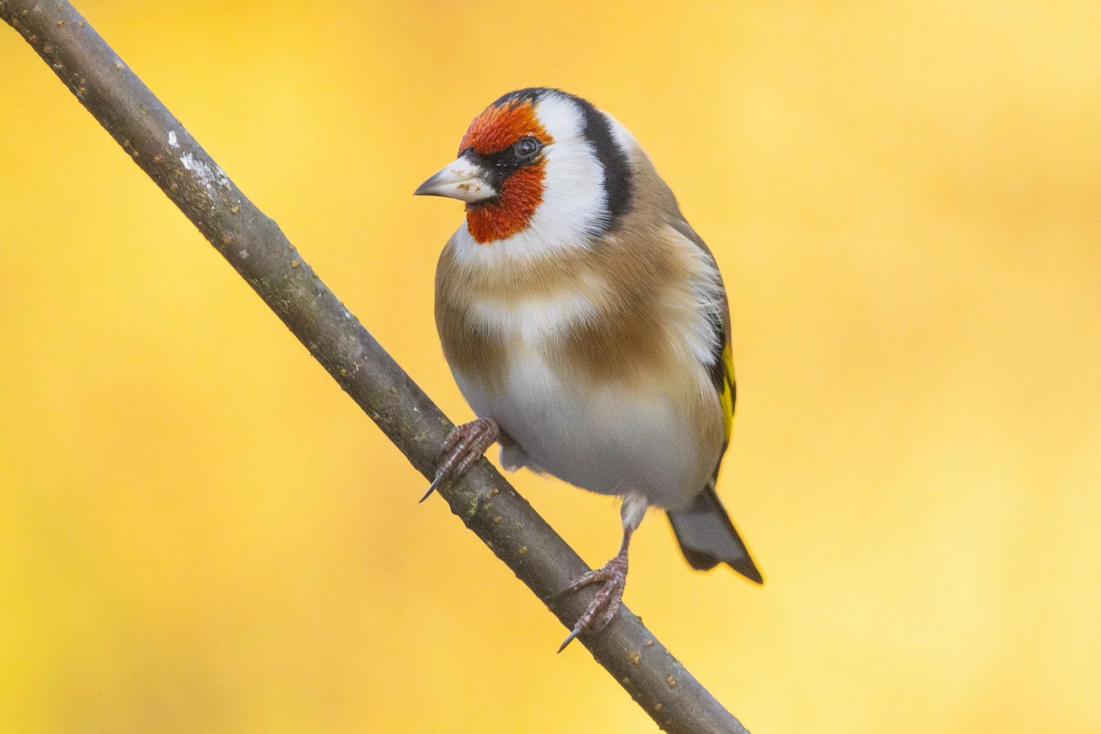 A  goldfinch perched on a branch against a yellow background.