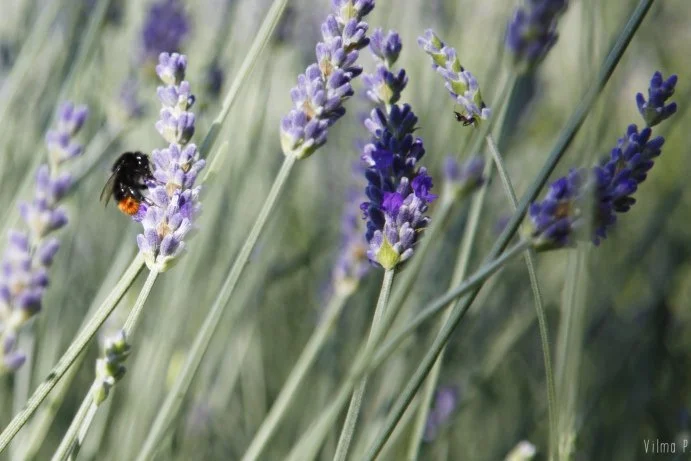 Ohjeita onnelliseen päivään