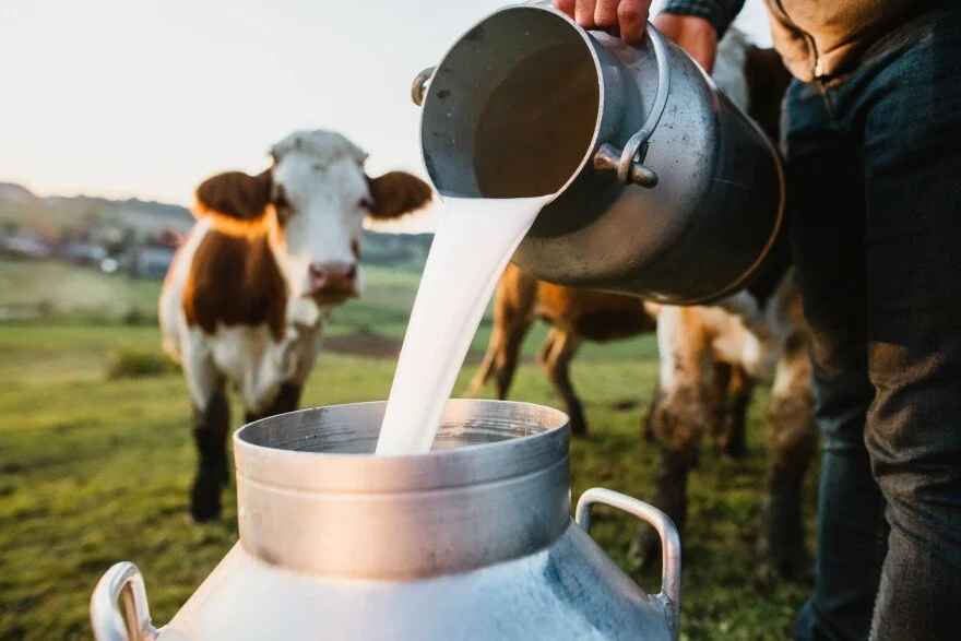 Raw Milk Revisited: History, Food Safety, and Why the Conversation Isn’t So Simple