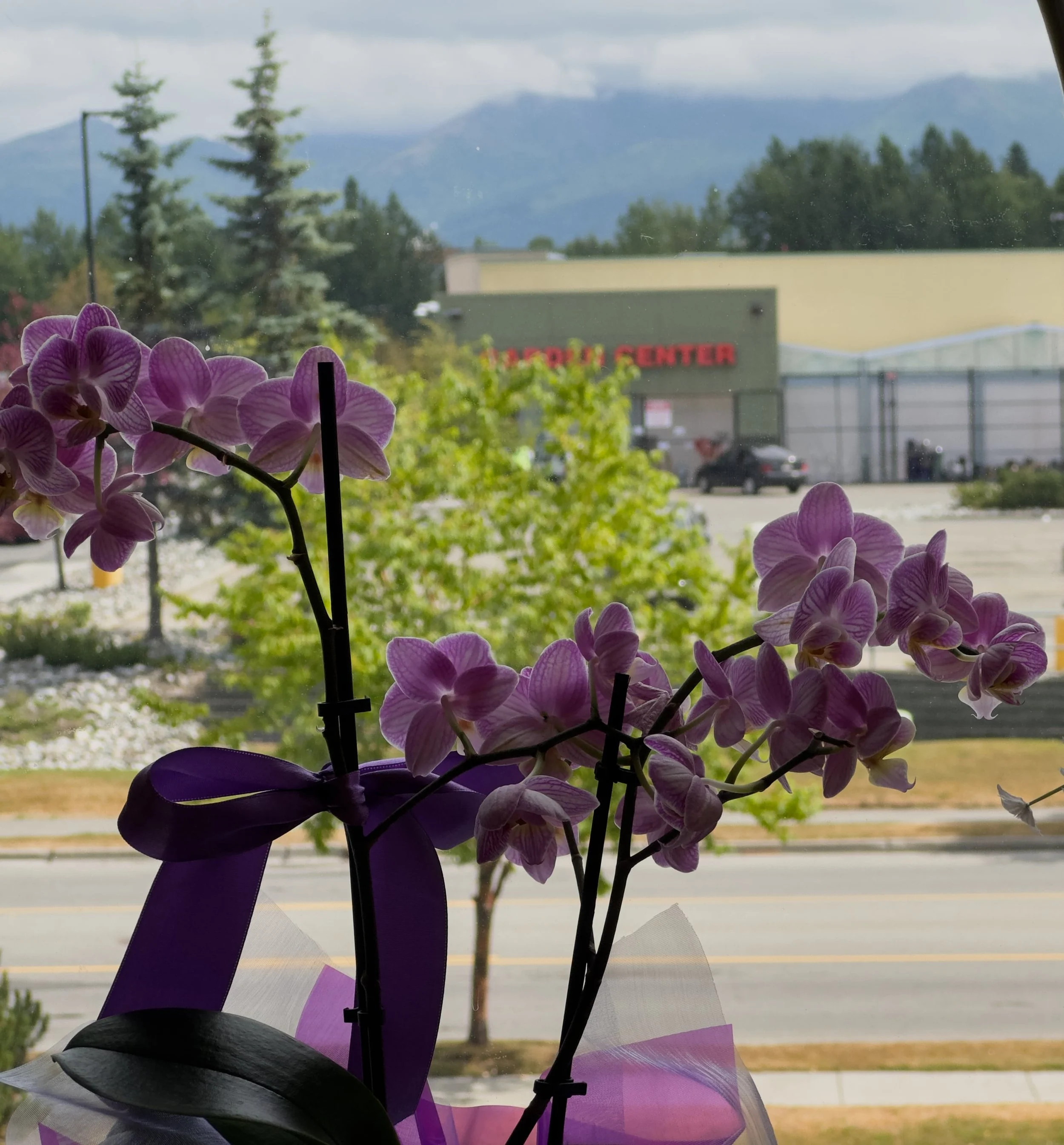 Pink and purple orchids with a purple ribbon in front of a window showing an outdoor parking lot, trees, and mountains in the background.