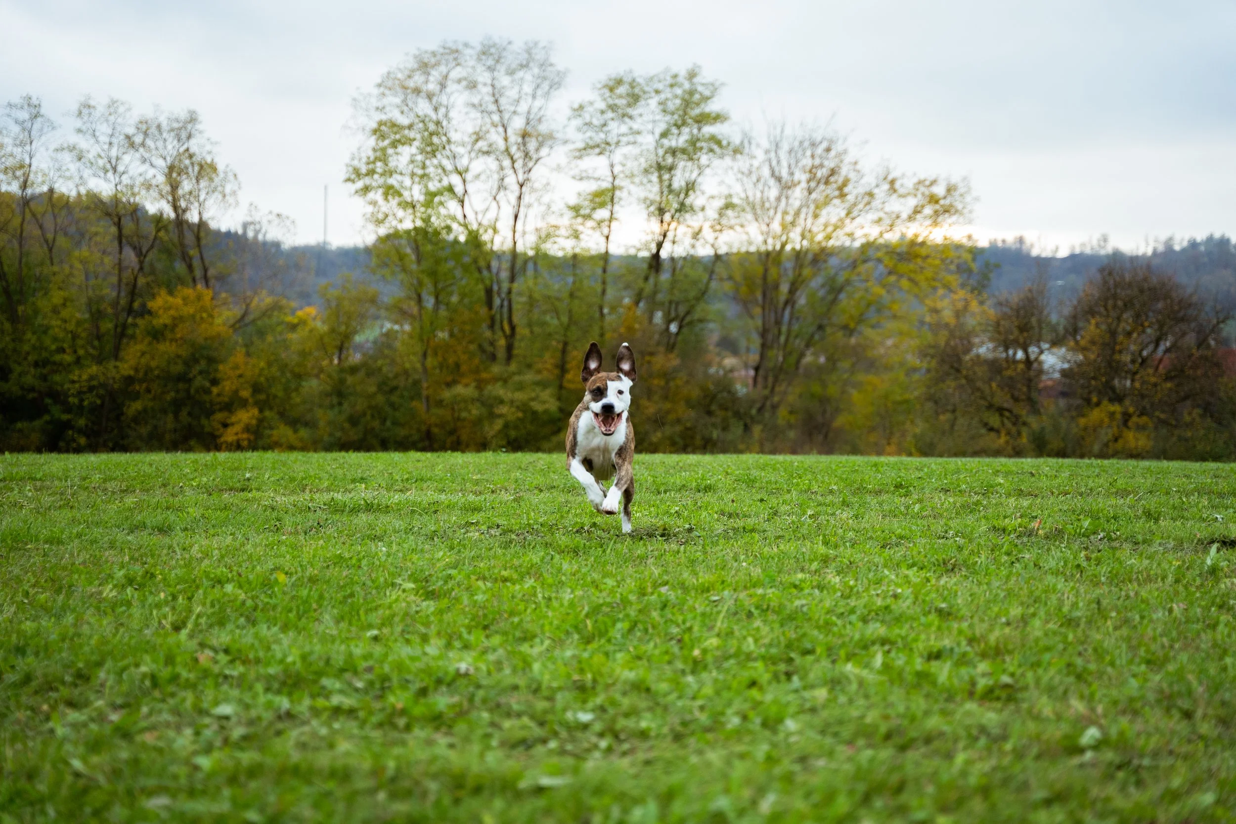 Ein spielender Hund, der auf einer grünen Wiese läuft, mit Bäumen im Hintergrund und bewölktem Himmel.