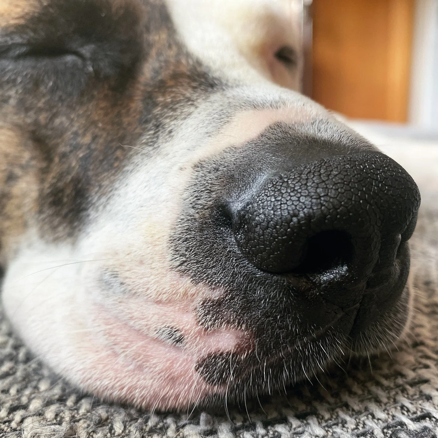 Nahaufnahme einer schlafenden Hundeschnauze auf Teppich.