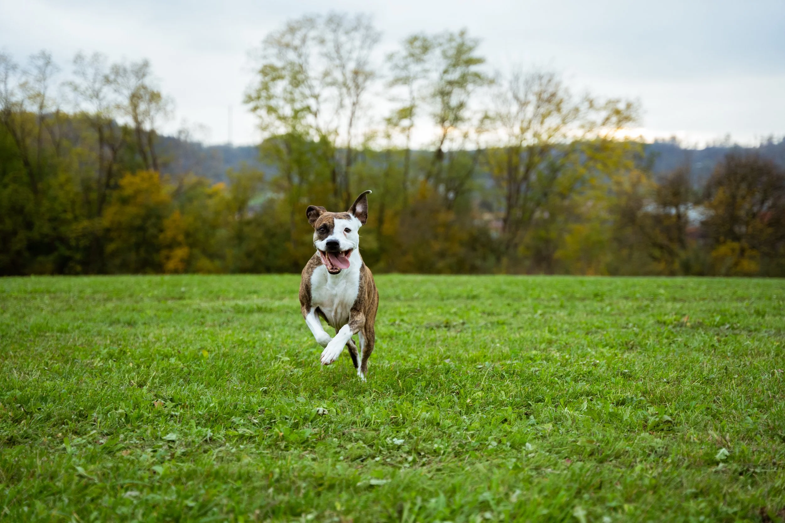 Ein glücklicher Hund läuft frei auf einer grünen Wiese, im Hintergrund Bäume und ein bewölkter Himmel.