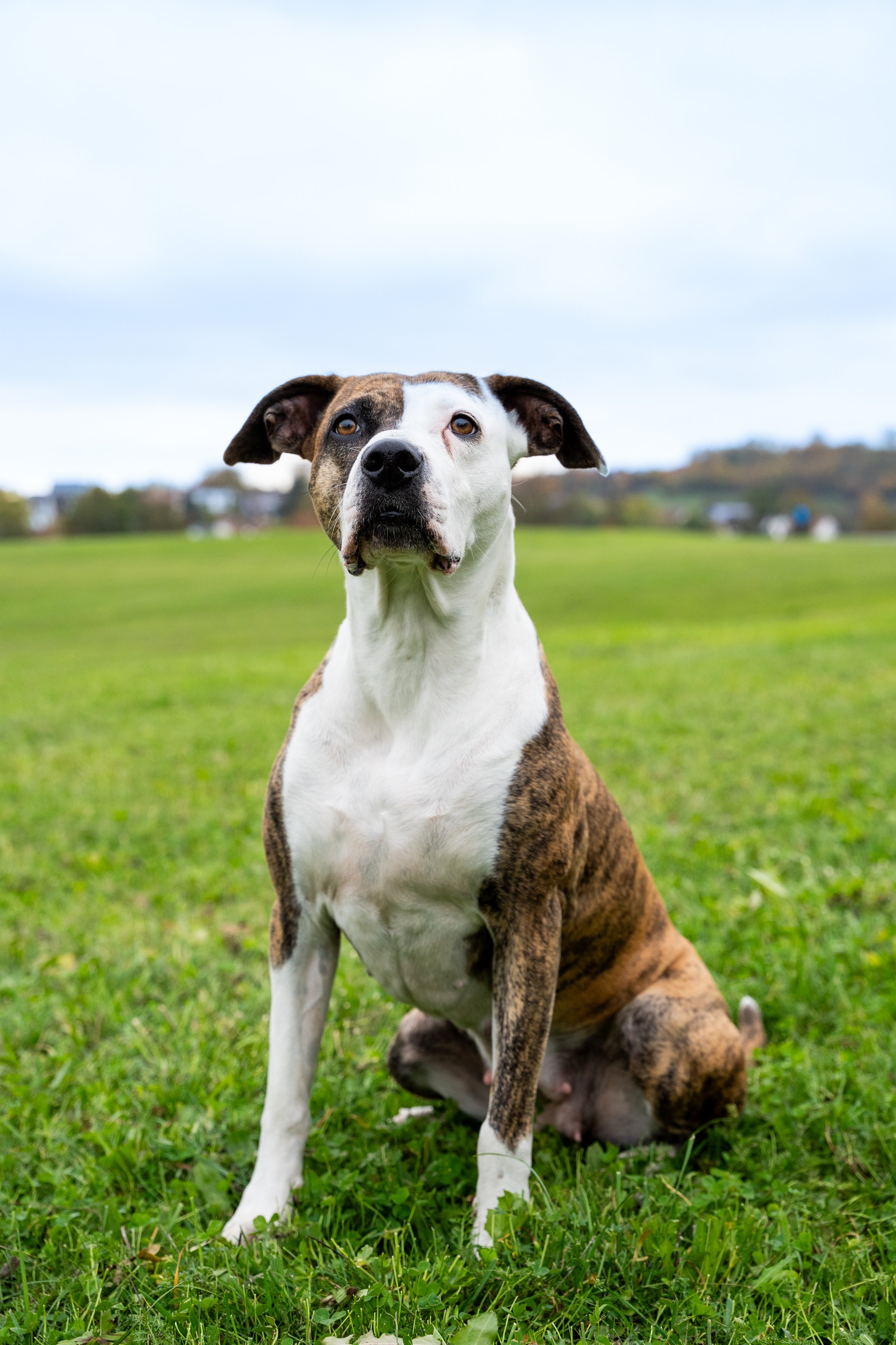 Ein sitzender Hund mit braun-weißer Fellfarbe auf einer grünen Wiese, im Hintergrund Bäume und Häuser, bei bewölktem Himmel.