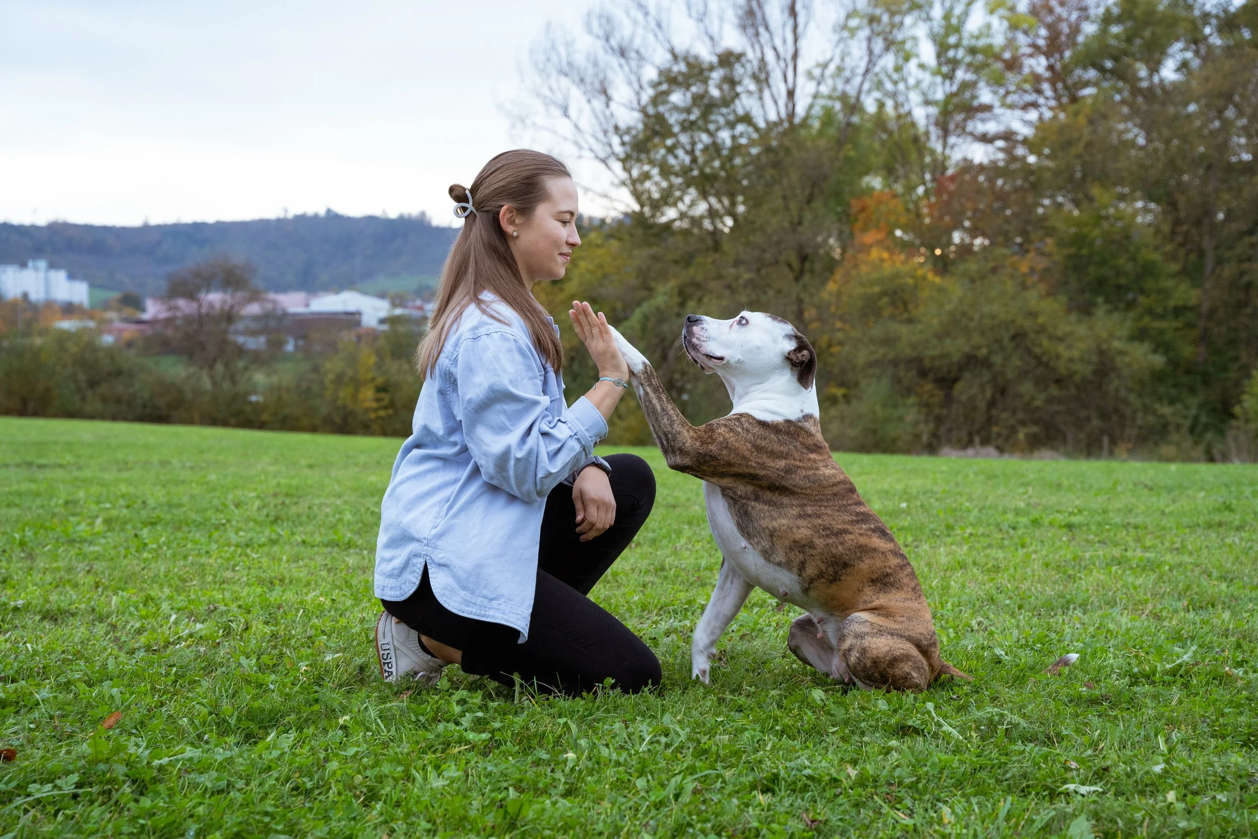 Eine junge Frau macht mit einem Hund im Park Gesellschaft. Der Hund sitzt auf den Hinterpfoten, hebt eine Pfote und berührt die Hand der Frau. Es ist Herbst mit bunten Bäumen im Hintergrund.