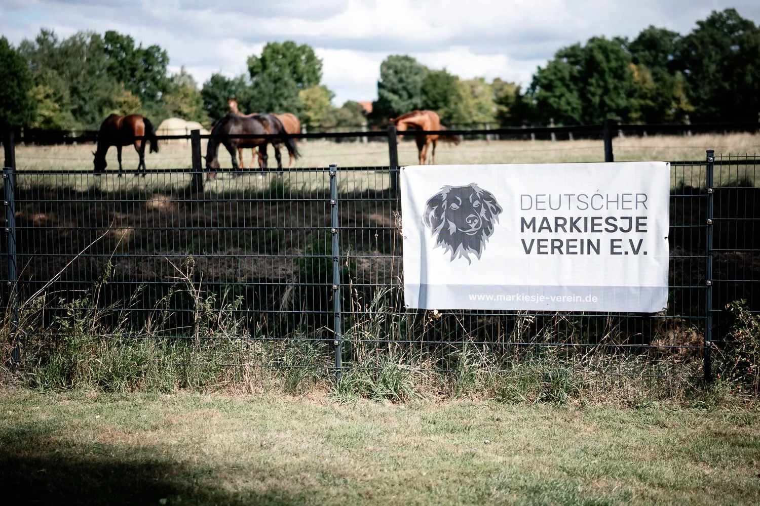 Markiesje-Treffen-Espelkamp-2025-Deutscher-Markiesje-Verein -1.jpg