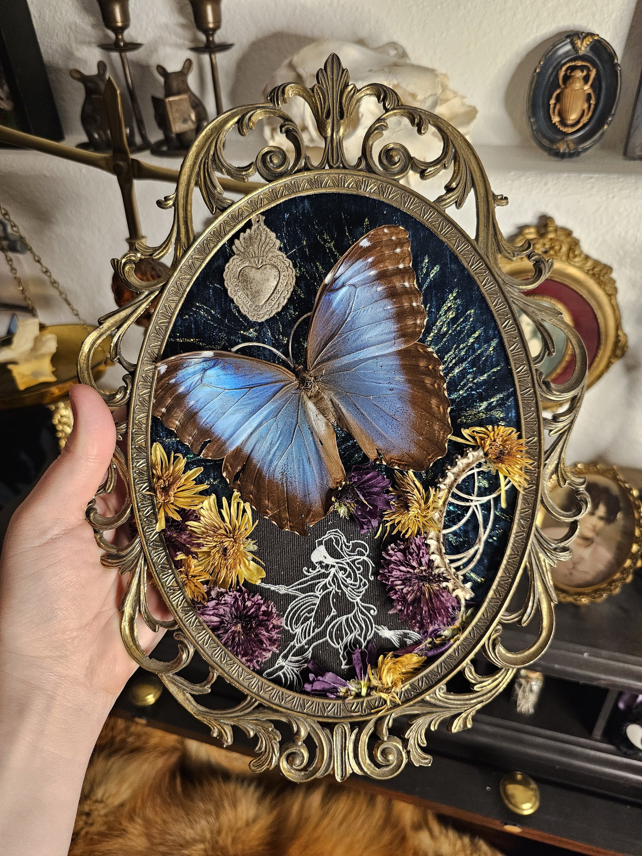Morpho Peleides