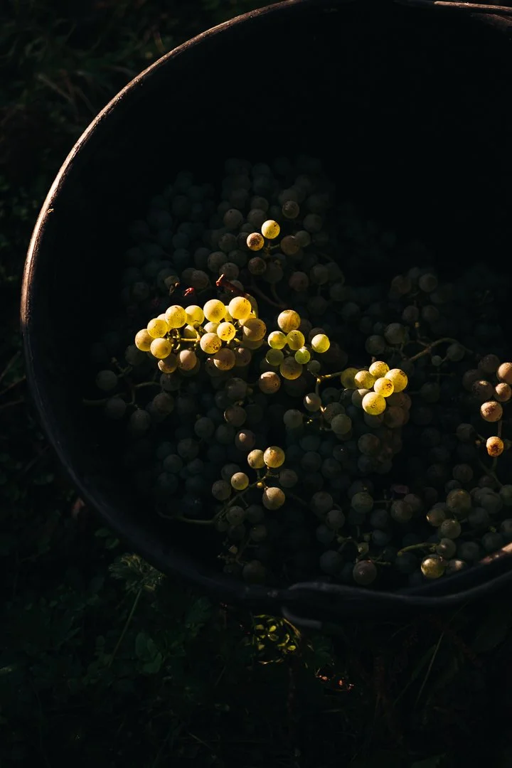Domaine Castera - vendanges à Monein