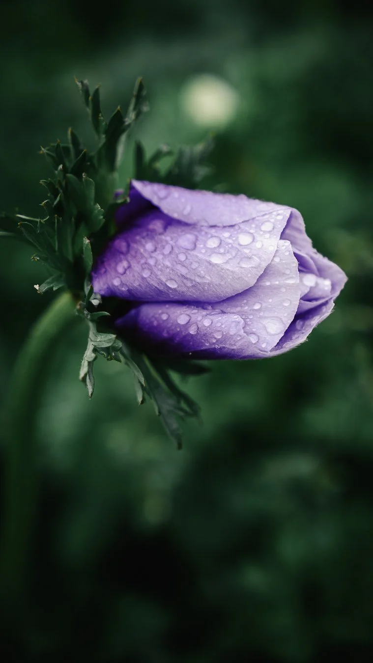 Gros plan sur un bouton d'anémone violette couvert de gouttes d'eau, fleurs locales et de saison en Béarn