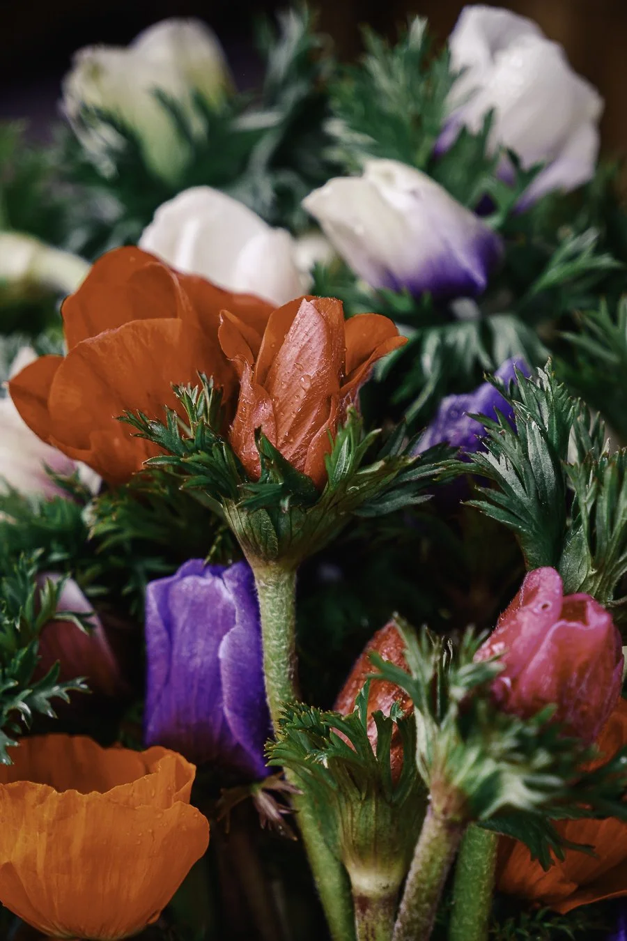 Gros plan sur un bouquet d'anémones oranges, violettes et blanches, fleurs locales cultivées en Béarn