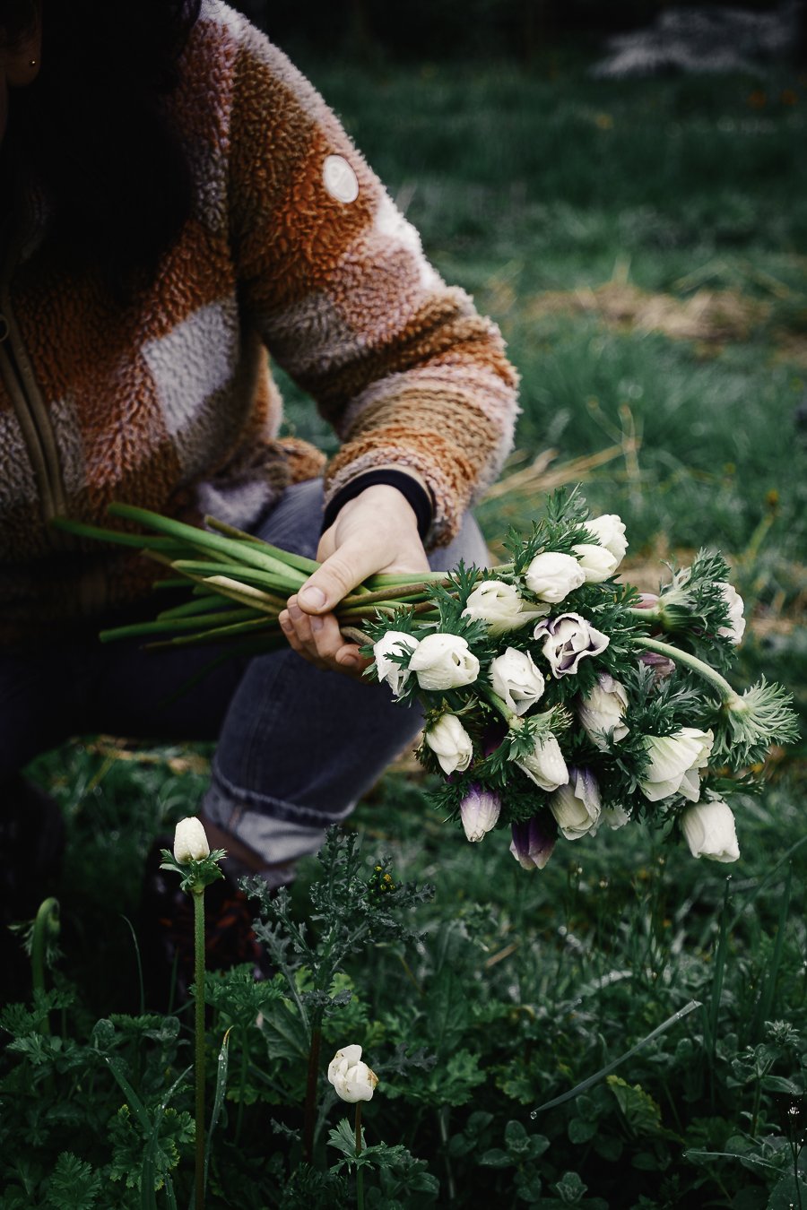 Main tenant une brassée d'anémones fraîchement récoltées dans un champ de la ferme florale à Monein
