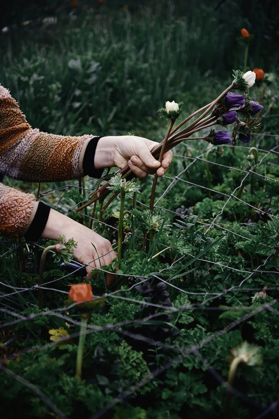 Mains récoltant des anémones à travers un filet de soutien, reportage photo ferme florale à Monein