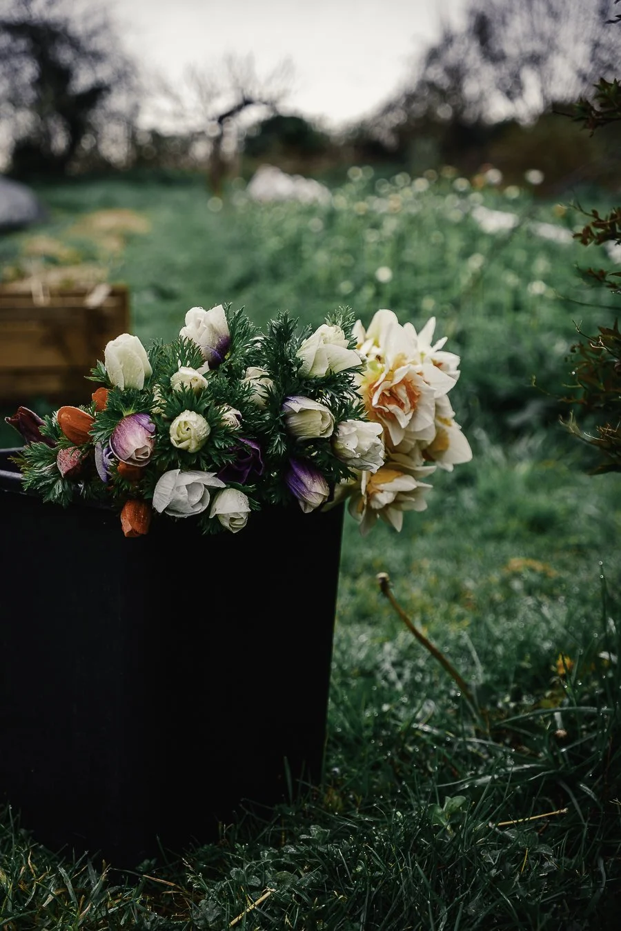 Seau rempli d'anémones et jonquilles fraîchement coupées, posé dans l'herbe de la ferme florale en Béarn