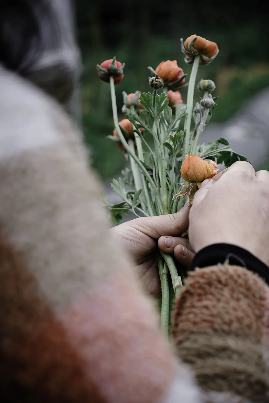 Mains d'une agricultrice-fleuriste triant des boutons de renoncules oranges après la récolte