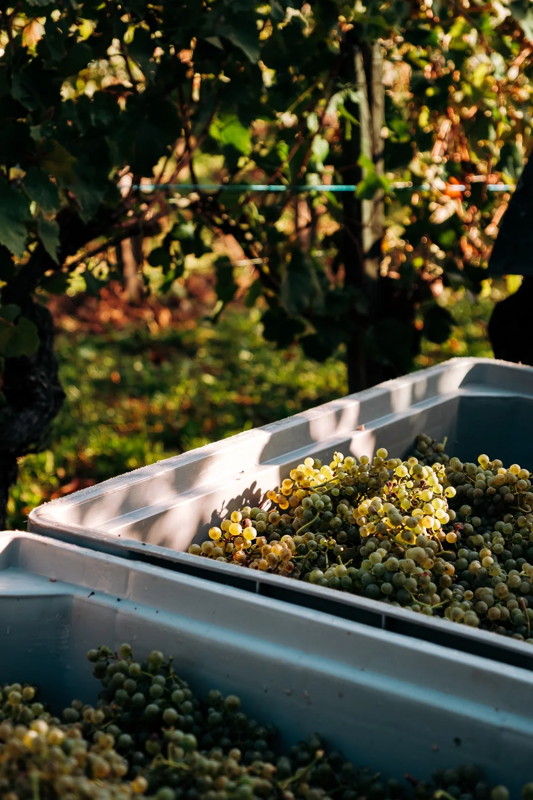 Une caisse contenant des grappes de raisins dans un vignoble, baignée par la lumière du soleil, avec des rangées de vignes en arrière-plan.