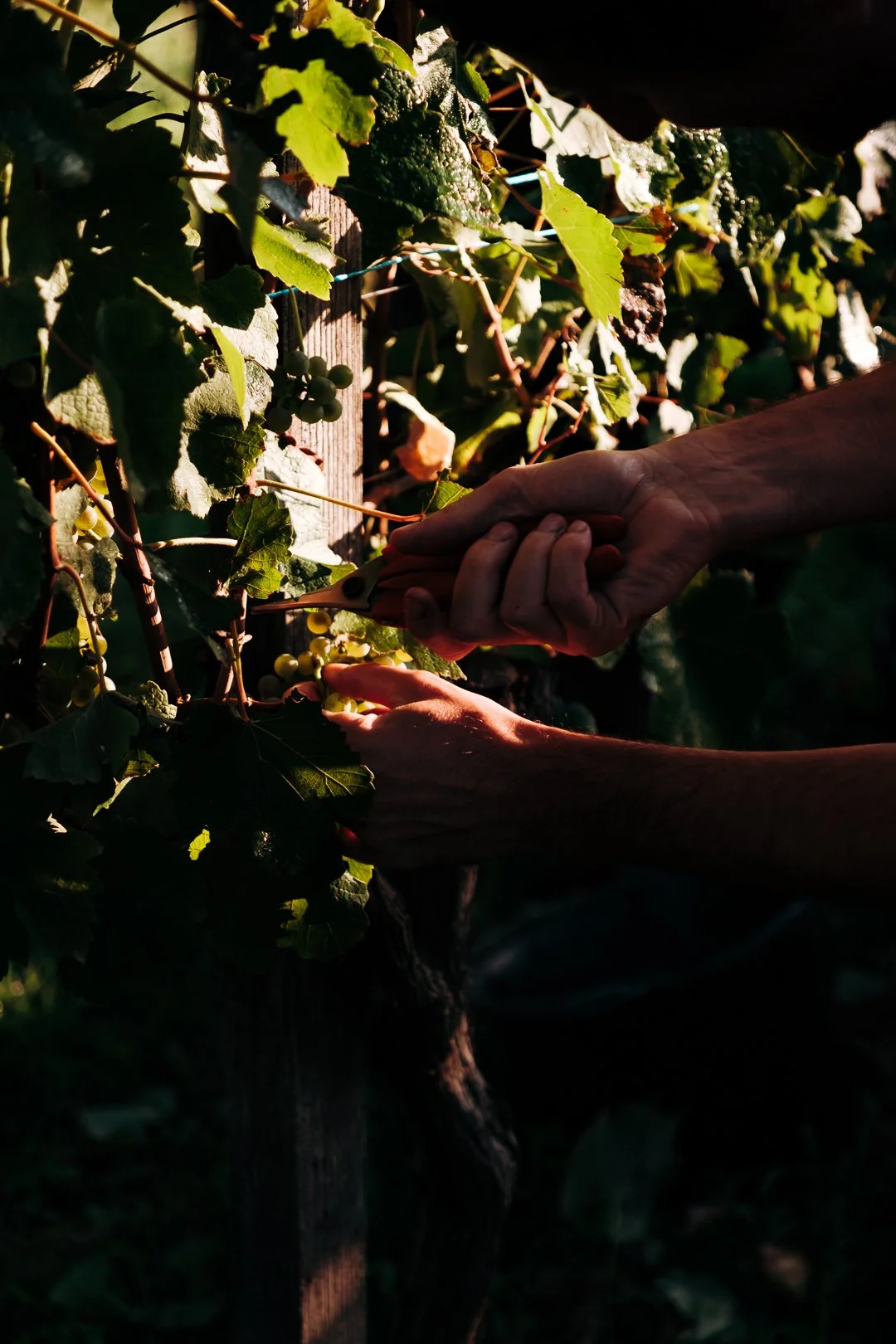 Deux mains d'adulte récoltant des grappes de raisin vert dans une vigne, sous une lumière naturelle