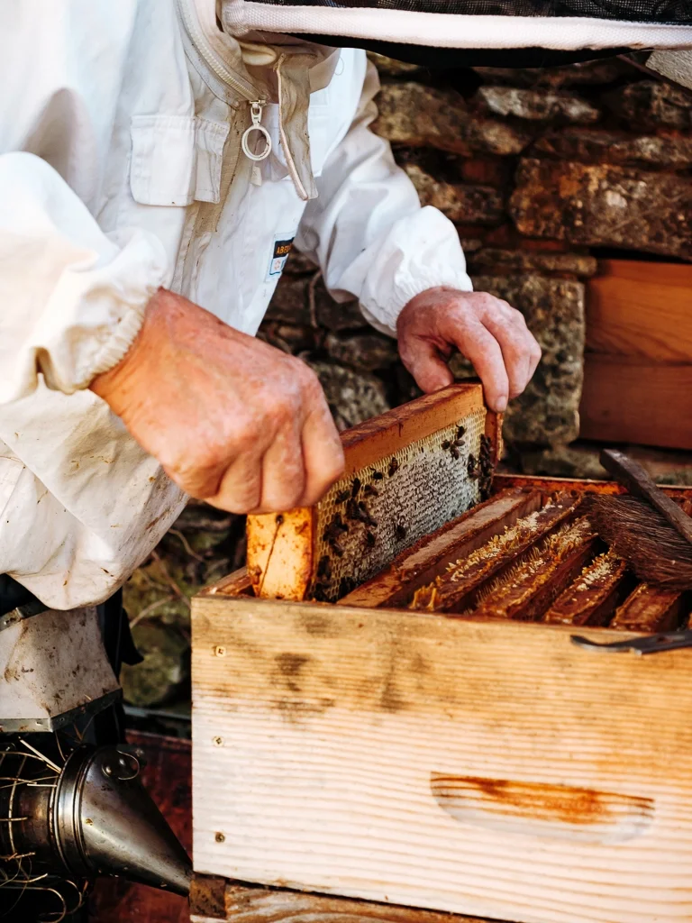 apiculteur en pleine récolte de miel, reportage photo métier pour incarner le savoir-faire des artisans du Sud-Ouest