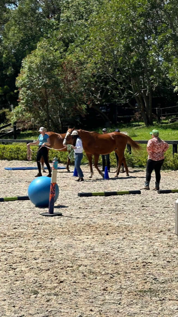 Three people in outdoor riding arena with brown horse. One person instructing, another is leading the horse. Trees, fence in background, agility poles and a large blue exercise ball in foreground. Stable Surroundings Equine Therapy.