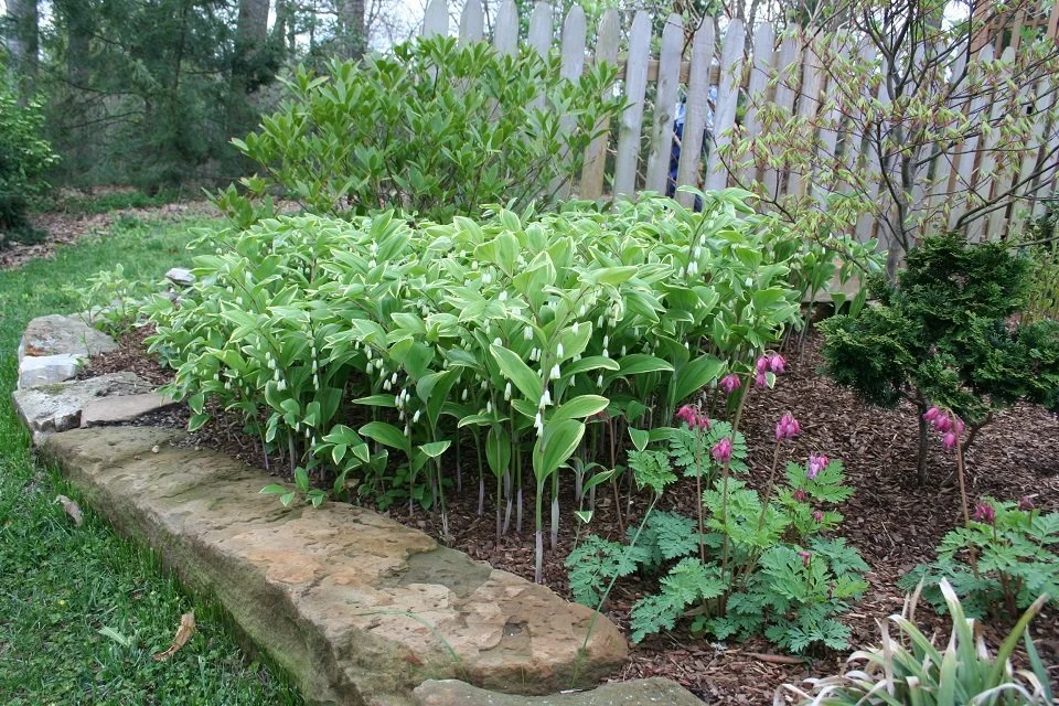 Great Soloman's Seal