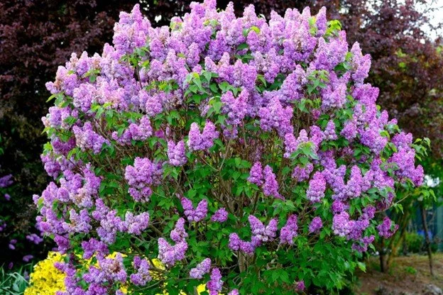 Common Lilac