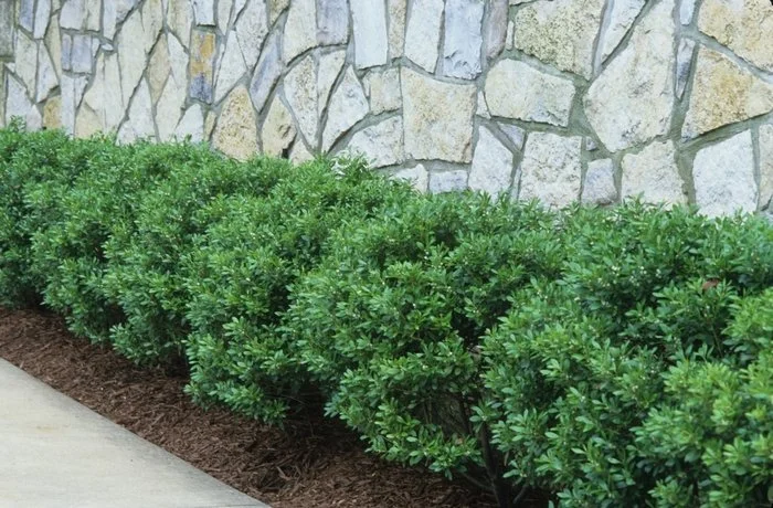 Ilex Crenata Compacta