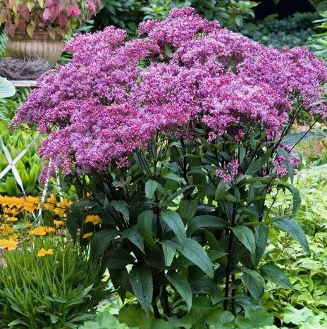 Joe Pye Weed