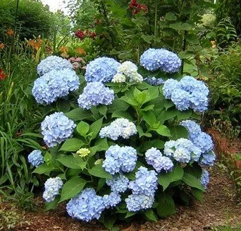 Hydrangea, Endless Summer