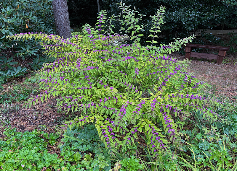 Callicarpa