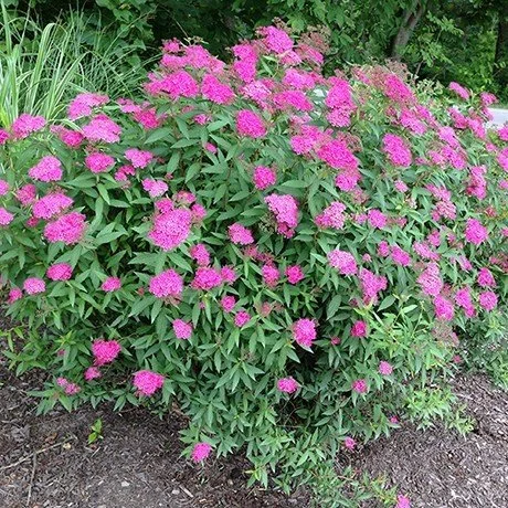 Spirea, Anthony Waterii