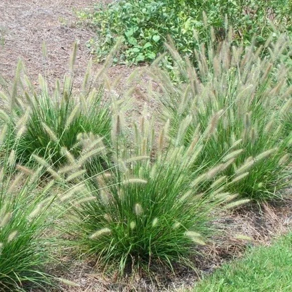 Grass, Dwarf