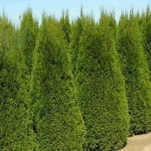 Arborvitae, Emerald Green